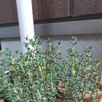 ガーデンセンターの投稿画像一覧 Greensnap グリーンスナップ