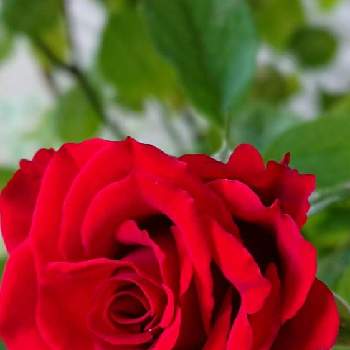真っ赤な薔薇の花の画像 by 薔薇姫さん | 小さな庭とミニ 薔薇と薔薇♡と真紅のミニ薔薇とばら バラ 薔薇と薔薇愛同盟と赤い花❤と薔薇好きと真っ赤なバラと真紅の薔薇❤️と赤い花マニアと真紅の薔薇❤︎と水曜ローズショウと薔薇たちと真っ赤な薔薇の花と薔薇♪と赤いお花❤️と薔薇大好きと真紅の薔薇❀とミニ薔薇