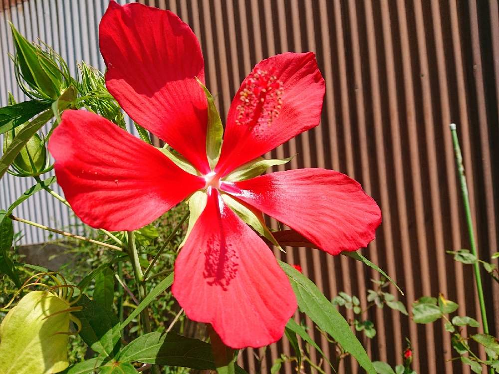 小さな庭の画像 by keiさん | 小さな庭とモミジアオイと花のある暮らしと空に向かってと赤いお花ときれい～✴
