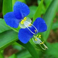 ツユクサ,青い花マニア,チーム・ブルー,チーム・ブルーNo.093,散歩の途中で∪∵∪の画像