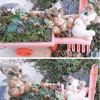 猫すきの画像 by haru.kさん | 小さな庭と猫すきとバラと夢CLUBと多肉女子とぷりまみさんの羊毛フェルトと花のある暮らしとあつさにまけないでと広島県