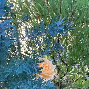 ドドナエア Greensnap グリーンスナップ