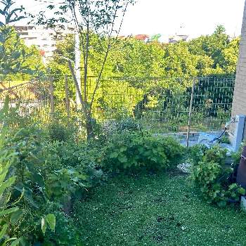 ドドナエア Greensnap グリーンスナップ