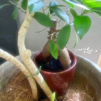 ドラセナ ソングオブインディアの投稿画像一覧 Greensnap グリーンスナップ