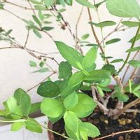シンフォリカルポスの育て方 植え方や増やし方は Greensnap グリーンスナップ シンフォリカルポスの育て方 植え方や増やし方は Greensnap グリーンスナップ