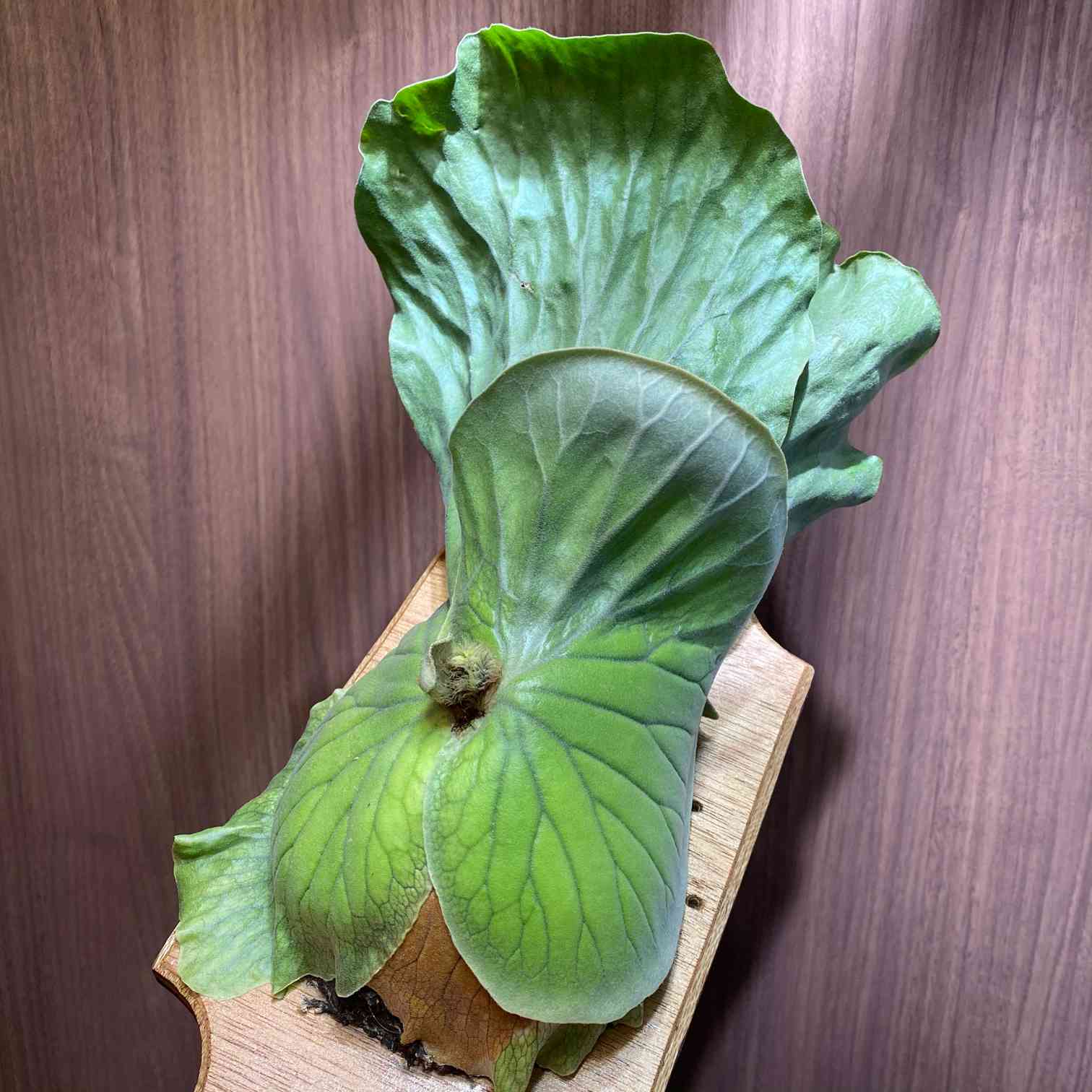 P. elephantotis 成長記録 2022.5.15 🔚🔚🔚｜🍀GreenSnap