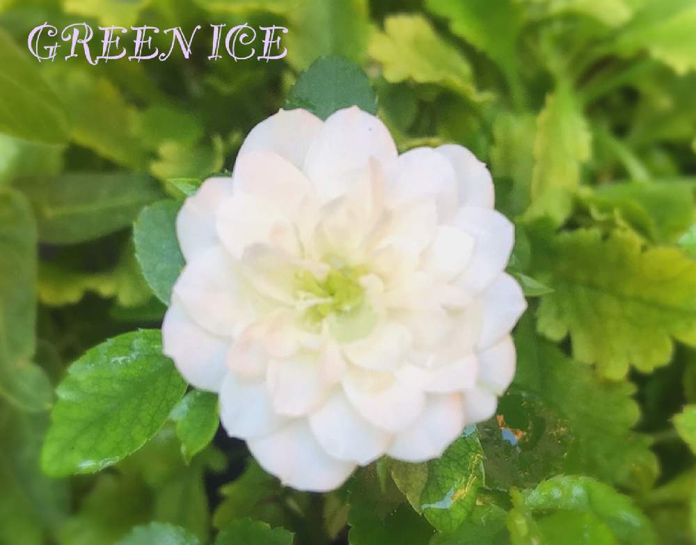 可愛い花の投稿画像 By あすなろさん 切り戻し後と夏の午後と2番花のバラと色が変化とミニ薔薇 21月8月4日 Greensnap グリーンスナップ