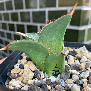 アガベ 多肉植物 チタノタ 金剛狼 母株 - library.iainponorogo.ac.id