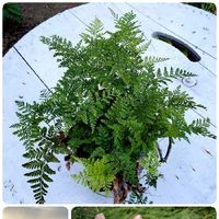 トキワシノブの育て方 胞子での増やし方は 水苔でも栽培できる Greensnap グリーンスナップ