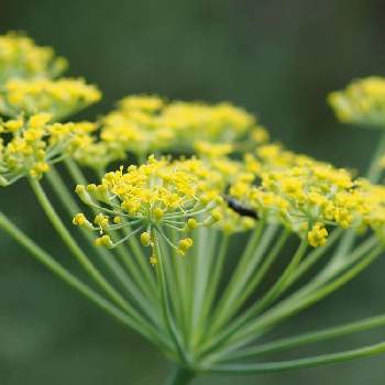 イノンドの投稿画像一覧 Greensnap グリーンスナップ