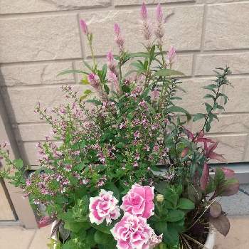 プリムローズジャスミンの投稿画像一覧 Greensnap グリーンスナップ