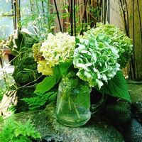 黒竹 クロチク の育て方 剪定時期や方法は 鉢植えでも育てられる Greensnap グリーンスナップ 黒竹 クロチク の育て方 剪定時期や方法は 鉢植えでも育てられる Greensnap グリーンスナップ
