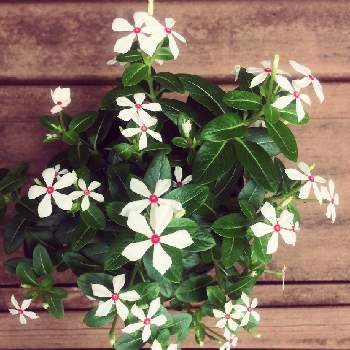 ニチニチソウ夏花火 の投稿画像一覧 Greensnap グリーンスナップ