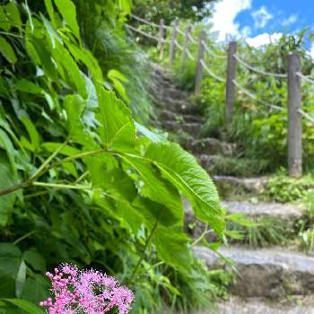 足元の画像 by 花粧さん | お出かけ先とシモツケ とピンクの花と称名滝と足元と道草とふさふさと可愛らしいと一輪