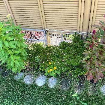 メランポジウムの投稿画像一覧 Greensnap グリーンスナップ