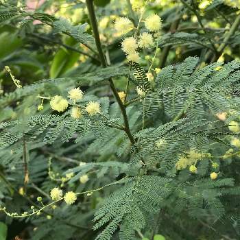 四季咲き アカシア デアネイ の投稿画像一覧 Greensnap グリーンスナップ