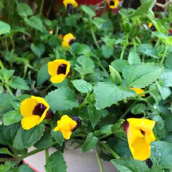 トレニアの花の投稿画像一覧 Greensnap グリーンスナップ