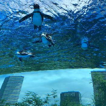 サンシャインの画像 by こむらさきさん | お出かけ先とペンギンと池袋 サンシャイン水族館と空飛ぶペンギンとサンシャインと青空