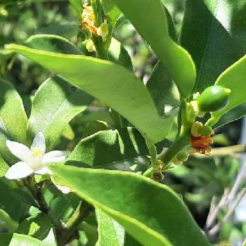 キンカンの花の投稿画像一覧 Greensnap グリーンスナップ