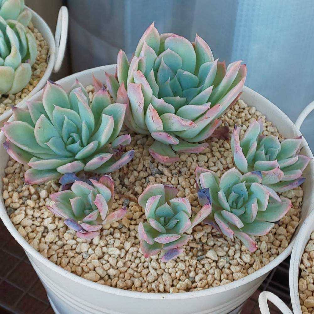 多肉植物 寄せ植え（ブラッドブリアナ） 【公式通販】