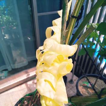 モンステラ デリシオーサ バリエガータの投稿画像一覧 Greensnap グリーンスナップ