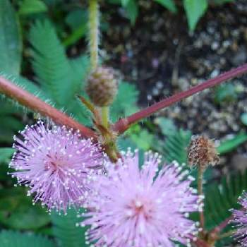 可愛いお花の投稿画像一覧 Greensnap グリーンスナップ