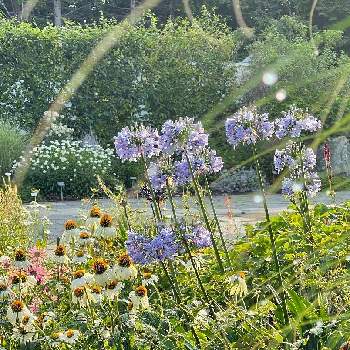 アガパンサス 青霞の投稿画像一覧 Greensnap グリーンスナップ