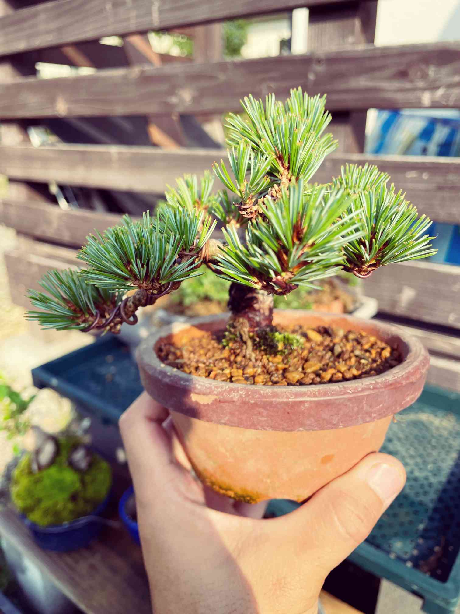 八房五葉松の一覧｜🍀GreenSnap（グリーンスナップ）