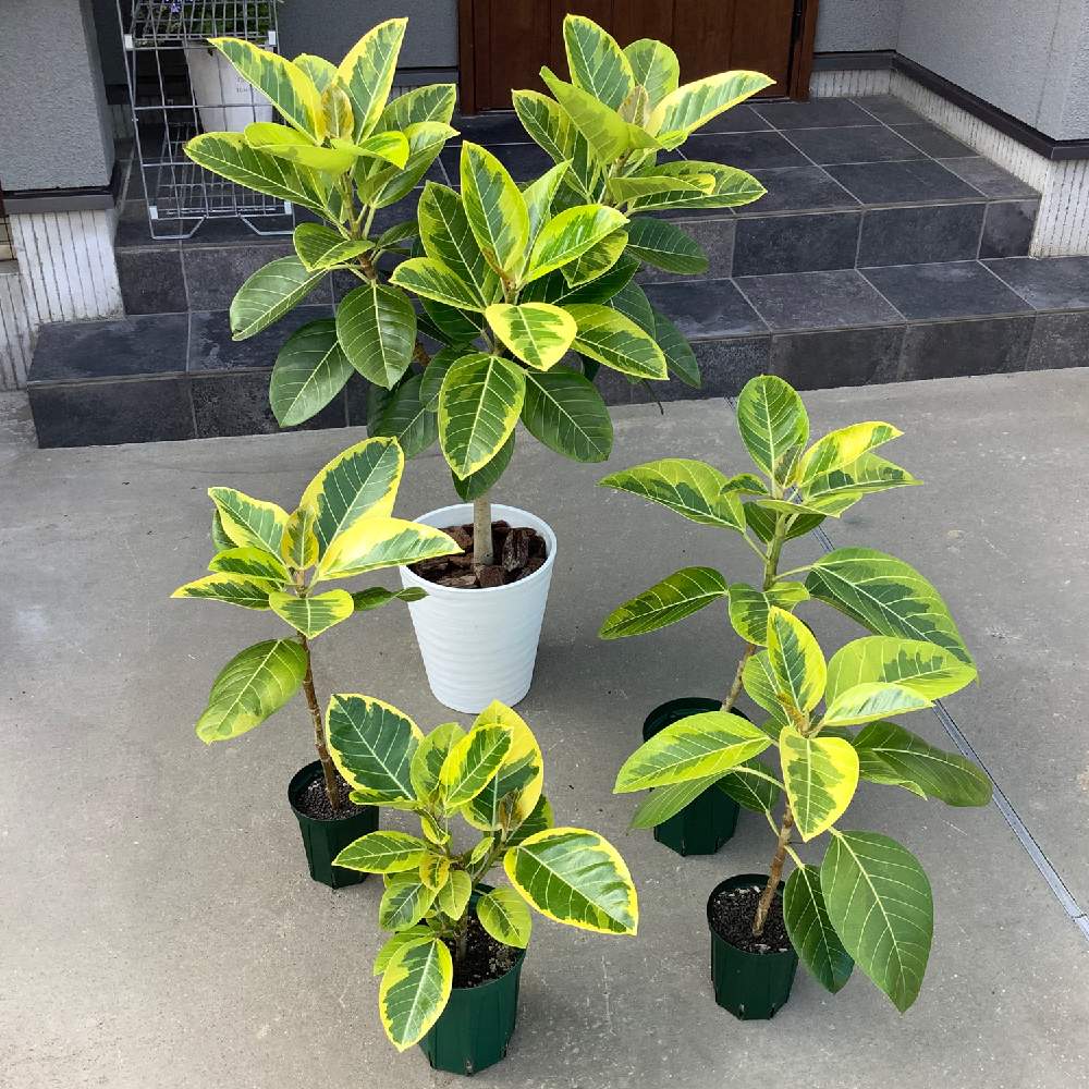 フィカス アルティシマの投稿画像 By Greenknitさん フィカス アルテシマと観葉植物とグリーンのある暮らしと挿し木と観葉植物のある暮らしとゴムの木 21月8月5日 Greensnap グリーンスナップ