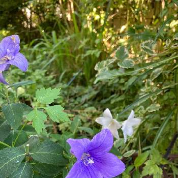 夏日の画像 by roboさん | 小さな庭と夏日と青と紫と花のある暮らしと白い花と里山ガーデン