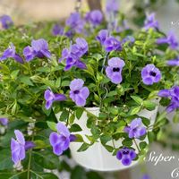 ユーフォルビア,ガーデニング,小さな花,紫の花,夏の花の画像