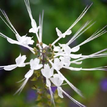 温室の花の投稿画像一覧 Greensnap グリーンスナップ