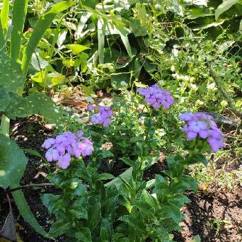 ただいま開花中！の画像 by あすかルビーさん | 小さな庭とフジナデシコサマーラベンダーと花のある暮らしとわたしの庭とただいま開花中！とGS映え