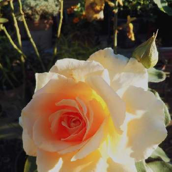バラのある庭の画像 by フレンチトーストさん | 小さな庭とグリーンライフ♡とオレンジ色の薔薇♡と楽しみ♡と緑のある暮らしとバラのある庭ときれい✨