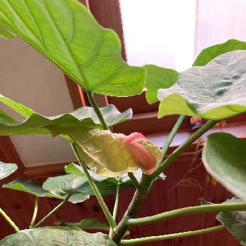 ウンベラータ新芽の投稿画像一覧 Greensnap グリーンスナップ