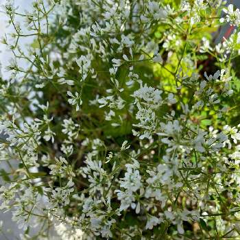 可愛いお花の投稿画像一覧 Greensnap グリーンスナップ