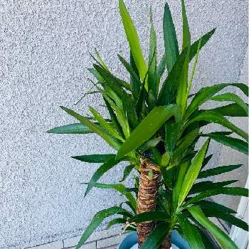 ユッカ エレファンティペスの投稿画像一覧 Greensnap グリーンスナップ