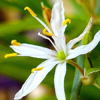 最新作売れ筋が満載 オリズルラン しっかり根が成長して元気です 白い花が咲くシレネは おまけです 植物 観葉植物