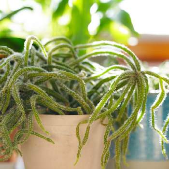 リプサリス ホリダの投稿画像一覧 Greensnap グリーンスナップ