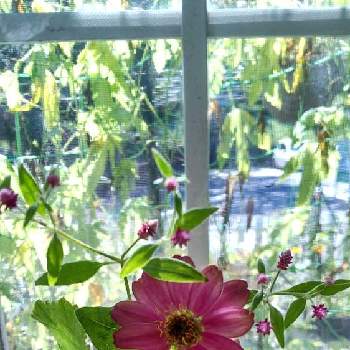 ワレモコウ♪の画像 by あななさん | 窓辺と一輪挿しと花のある生活とジニア♪とワレモコウ♪と花のある暮らしと切り花とシュウカイドウ(秋海棠)