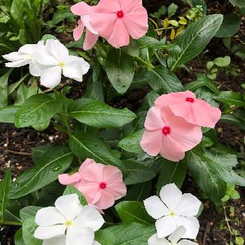 ニチニチソウの花の画像 by Les fleurs ＊＊＊＊さん | 小さな庭とピンクと白い花♡とニチニチソウの花