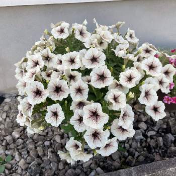 ペチュニア カプチーノの投稿画像一覧 Greensnap グリーンスナップ