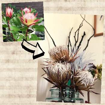 キングプロテア の投稿画像一覧 Greensnap グリーンスナップ