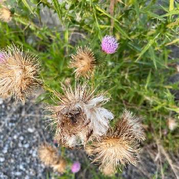 アメリカオニアザミの綿毛の投稿画像一覧 Greensnap グリーンスナップ