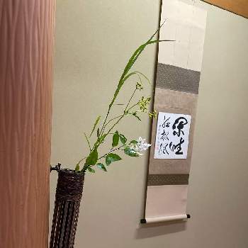 床の間の投稿画像一覧 Greensnap グリーンスナップ