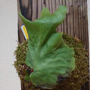 ビカクシダ ワンダエの投稿画像一覧 Greensnap グリーンスナップ