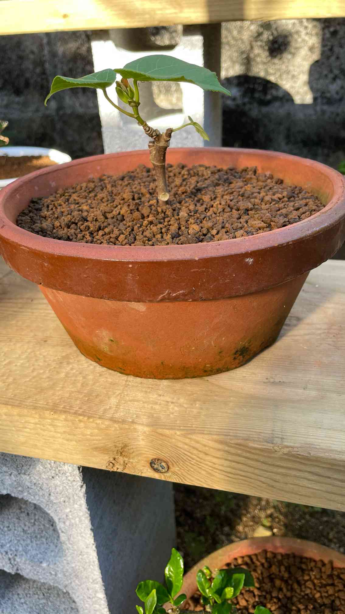 小さな庭の投稿画像 by アクア盆栽さん｜グングン成長と盆栽素材と