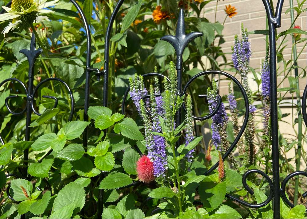 キャットテールの投稿画像 By Mahosihoさん ベロニカとベロニカロイヤルキャンドルと花壇と青い花と夏の花と残念 とガーデニングとモフモフ 21月8月5日 Greensnap グリーンスナップ