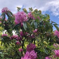 シャクナゲ 石楠花 の育て方 剪定の時期や切る枝は 芽かきや挿し木の方法は Greensnap グリーンスナップ