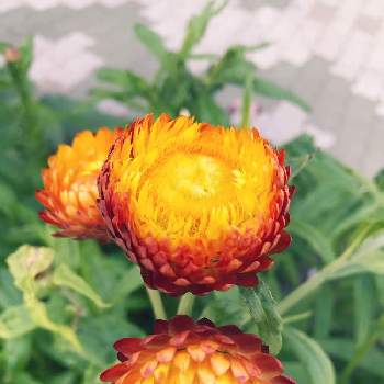 帝王貝細工の投稿画像一覧 Greensnap グリーンスナップ